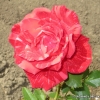 Red Intuition